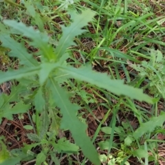 Senecio sp. (A Fireweed) at Isaacs Ridge and Nearby - 31 Mar 2017 by Mike