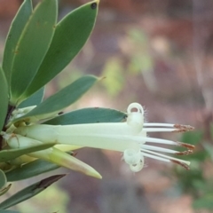 Styphelia triflora (Five-corners) at Isaacs Ridge and Nearby - 31 Mar 2017 by Mike