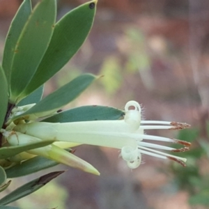 Styphelia triflora at Jerrabomberra, ACT - 31 Mar 2017