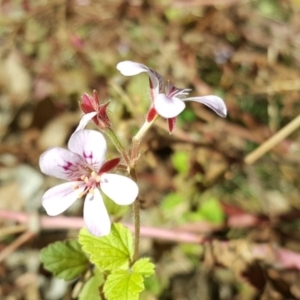 Pelargonium australe at Jerrabomberra, ACT - 31 Mar 2017