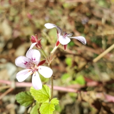 Pelargonium australe (Austral Stork's-bill) at Jerrabomberra, ACT - 31 Mar 2017 by Mike