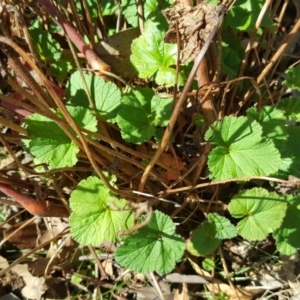 Pelargonium australe at Jerrabomberra, ACT - 31 Mar 2017 03:15 PM