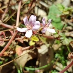 Pelargonium australe at Jerrabomberra, ACT - 31 Mar 2017 03:15 PM