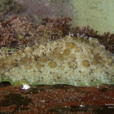 Dolabrifera brazieri (sea hare) at North Tura Coastal Reserve - 18 Feb 2012 by Seaslug