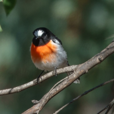 Petroica boodang (Scarlet Robin) at Mulligans Flat - 30 Mar 2017 by CedricBear