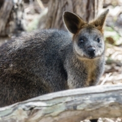 Wallabia bicolor (Swamp Wallaby) at Mulligans Flat - 31 Mar 2017 by CedricBear