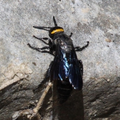 Scolia (Discolia) verticalis (Yellow-headed hairy flower wasp) at Lower Cotter Catchment - 26 Feb 2017 by HarveyPerkins