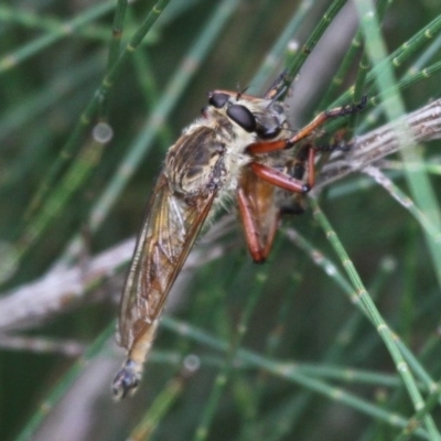 Colepia ingloria (A robber fly) at Cotter Reserve - 26 Feb 2017 by HarveyPerkins