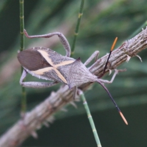 Mictis profana at Stromlo, ACT - 26 Feb 2017 02:34 PM