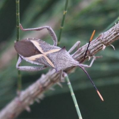 Mictis profana (Crusader Bug) at Stromlo, ACT - 26 Feb 2017 by HarveyPerkins