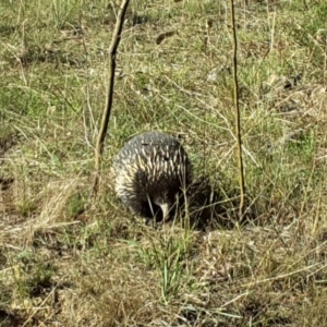 Tachyglossus aculeatus at Jerrabomberra, ACT - 31 Mar 2017