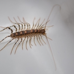 Scutigeridae (family) at Murrumbateman, NSW - 31 Mar 2017