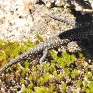 Egernia cunninghami at Namadgi National Park - 31 Mar 2017