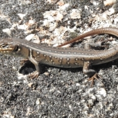 Liopholis whitii (White's Skink) at Namadgi National Park - 31 Mar 2017 by JohnBundock