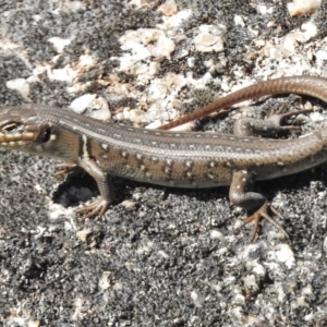 Liopholis whitii at Tennent, ACT - 31 Mar 2017