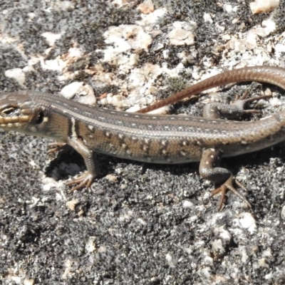 Liopholis whitii (White's Skink) at Namadgi National Park - 31 Mar 2017 by JohnBundock