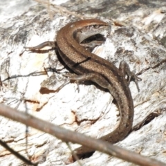 Lampropholis guichenoti (Common Garden Skink) at Tennent, ACT - 31 Mar 2017 by JohnBundock