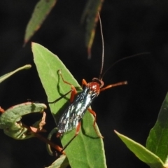 Lissopimpla excelsa (Orchid dupe wasp, Dusky-winged Ichneumonid) at Namadgi National Park - 31 Mar 2017 by JohnBundock