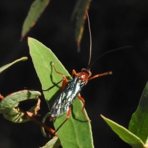 Lissopimpla excelsa at Tennent, ACT - 31 Mar 2017