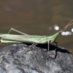 Acrida conica (Giant green slantface) at Paddys River, ACT - 26 Mar 2017 by HarveyPerkins