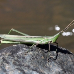 Acrida conica (Giant green slantface) at Bullen Range - 26 Mar 2017 by HarveyPerkins