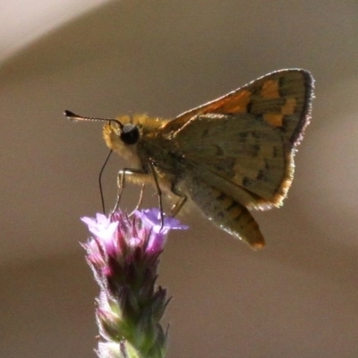 Ocybadistes walkeri (Green Grass-dart) at Lower Cotter Catchment - 26 Mar 2017 by HarveyPerkins