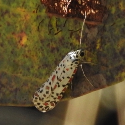 Utetheisa pulchelloides (Heliotrope Moth) at Namadgi National Park - 31 Mar 2017 by JohnBundock