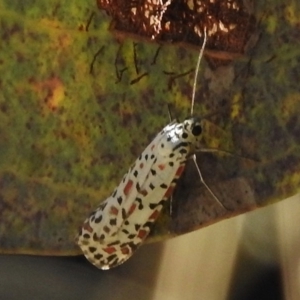 Utetheisa pulchelloides at Tennent, ACT - 31 Mar 2017