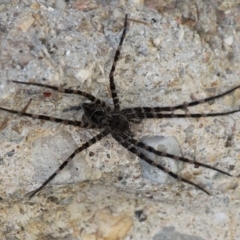 Megadolomedes australianus (Giant water spider) at Lower Cotter Catchment - 26 Mar 2017 by HarveyPerkins