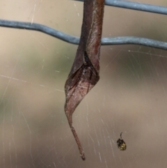 Phonognatha graeffei (Leaf Curling Spider) at Uriarra Village, ACT - 26 Mar 2017 by HarveyPerkins