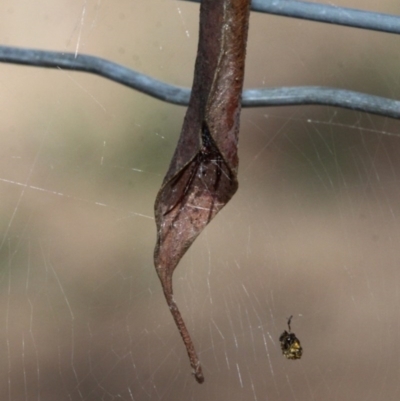 Phonognatha graeffei (Leaf Curling Spider) at Uriarra Village, ACT - 26 Mar 2017 by HarveyPerkins