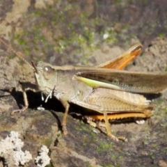 Schizobothrus flavovittatus (Disappearing Grasshopper) at Uriarra Village, ACT - 26 Mar 2017 by HarveyPerkins