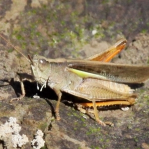 Schizobothrus flavovittatus at Uriarra Village, ACT - 26 Mar 2017 02:41 PM