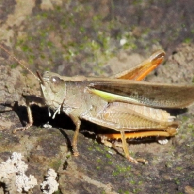Schizobothrus flavovittatus (Disappearing Grasshopper) at Uriarra Village, ACT - 26 Mar 2017 by HarveyPerkins
