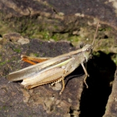 Schizobothrus flavovittatus at Uriarra Village, ACT - 26 Mar 2017 02:41 PM