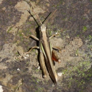 Schizobothrus flavovittatus at Uriarra Village, ACT - 26 Mar 2017 02:41 PM