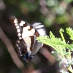 Charaxes sempronius (Tailed Emperor) at Bullen Range - 26 Mar 2017 by HarveyPerkins