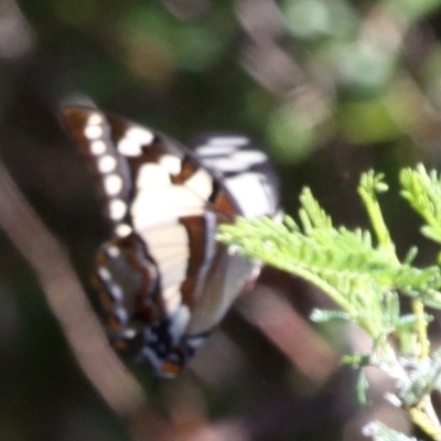 Charaxes sempronius (Tailed Emperor) at Paddys River, ACT - 26 Mar 2017 by HarveyPerkins