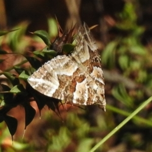 Chrysolarentia interruptata at Tennent, ACT - 31 Mar 2017