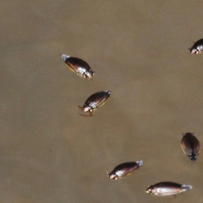 Gyrinidae sp. (family) (Unidentified whirligig beetle) at Bullen Range - 26 Mar 2017 by HarveyPerkins