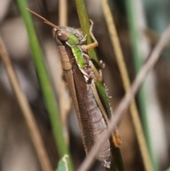 Bermius brachycerus (A grasshopper) at Paddys River, ACT - 26 Mar 2017 by HarveyPerkins