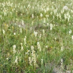 Stackhousia monogyna (Creamy Candles) at Conder, ACT - 16 Oct 1999 by michaelb