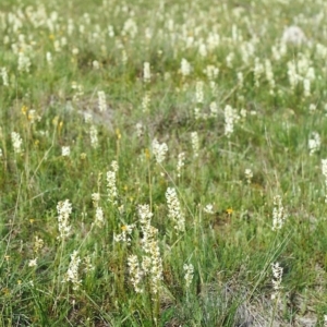 Stackhousia monogyna at Conder, ACT - 17 Oct 1999