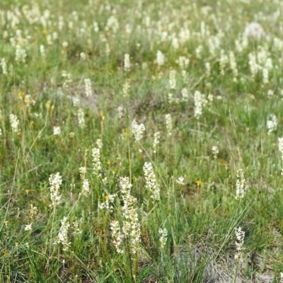 Stackhousia monogyna (Creamy Candles) at Tuggeranong Hill - 16 Oct 1999 by michaelb