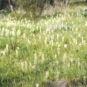 Stackhousia monogyna at Conder, ACT - 17 Oct 1999