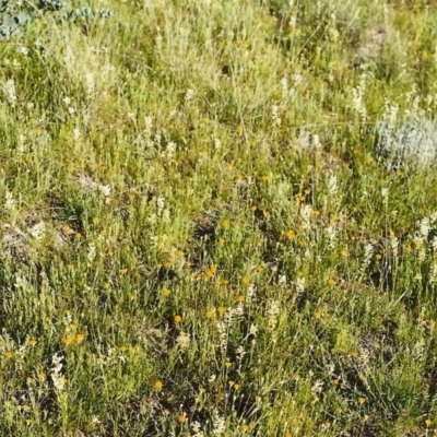 Stackhousia monogyna (Creamy Candles) at Conder, ACT - 31 Oct 1999 by michaelb