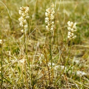 Stackhousia monogyna at Conder, ACT - 25 Sep 2000