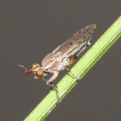Sciomyzidae sp. (family) (A marsh fly) at Paddys River, ACT - 26 Mar 2017 by HarveyPerkins