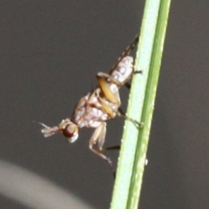 Sciomyzidae sp. (family) at Paddys River, ACT - 26 Mar 2017