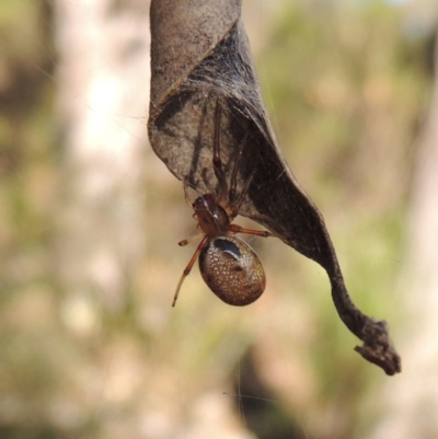 Phonognatha graeffei (Leaf Curling Spider) at Rob Roy Range - 28 Mar 2017 by michaelb